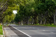 Tree-lined road with lush green trees creating a canopy.