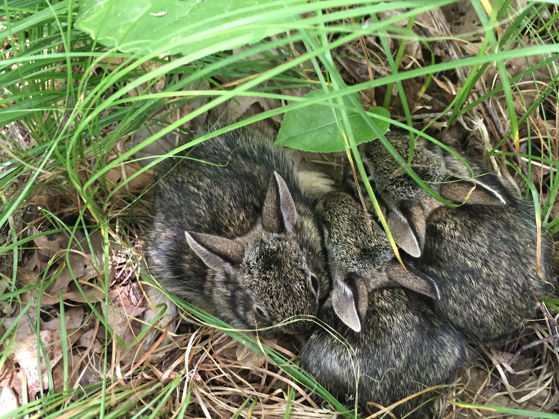 Image for found wildlife