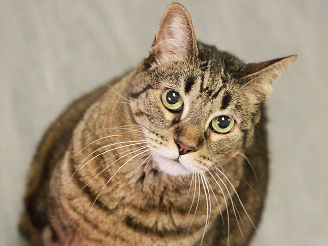 Image for lost and found cats