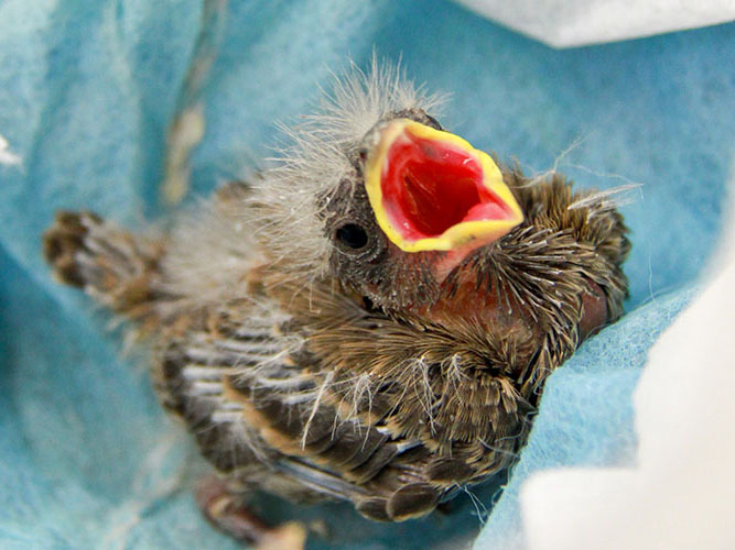 Image for found wildlife