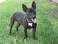 Image links to webpage for adoptable dogs