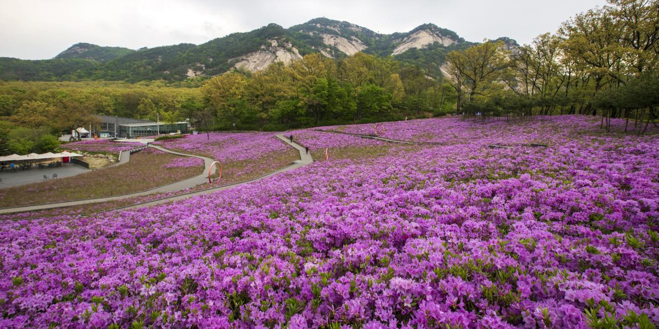 Field of purple flowers with mountains in the back