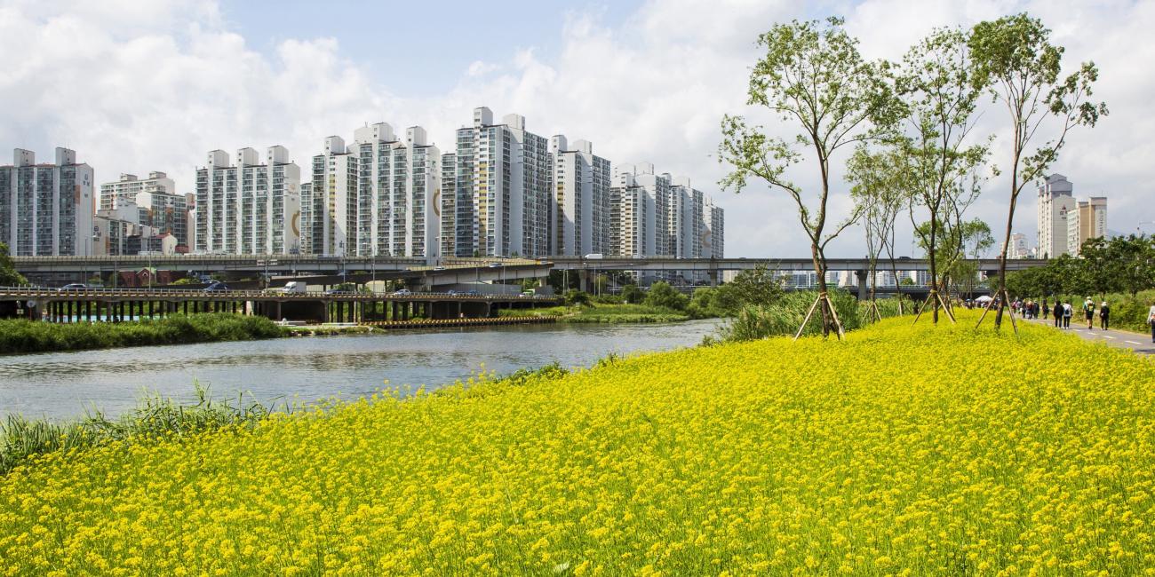 Field of yellow flowers next to a river with apartments in the back