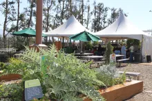 Outdoor dining area with white tents, green umbrellas, and a lush garden in the foreground.
