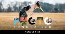 Graphic: Tri-color dog leaps for yellow frisbee. "PHOTO FUNDRAISER" with dog images in letters. August 1-31.