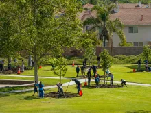 People planting trees in a sunny park with houses in the background.