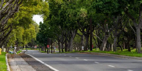 Tree-lined road with lush green trees creating a canopy.