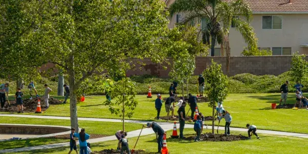 People planting trees in a sunny park with houses in the background.