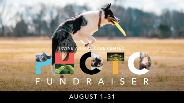 Graphic: Tri-color dog leaps for yellow frisbee. "PHOTO FUNDRAISER" with dog images in letters. August 1-31.