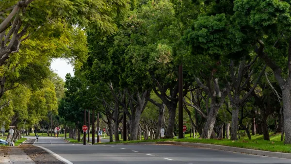 Tree-lined road with lush green trees creating a canopy.