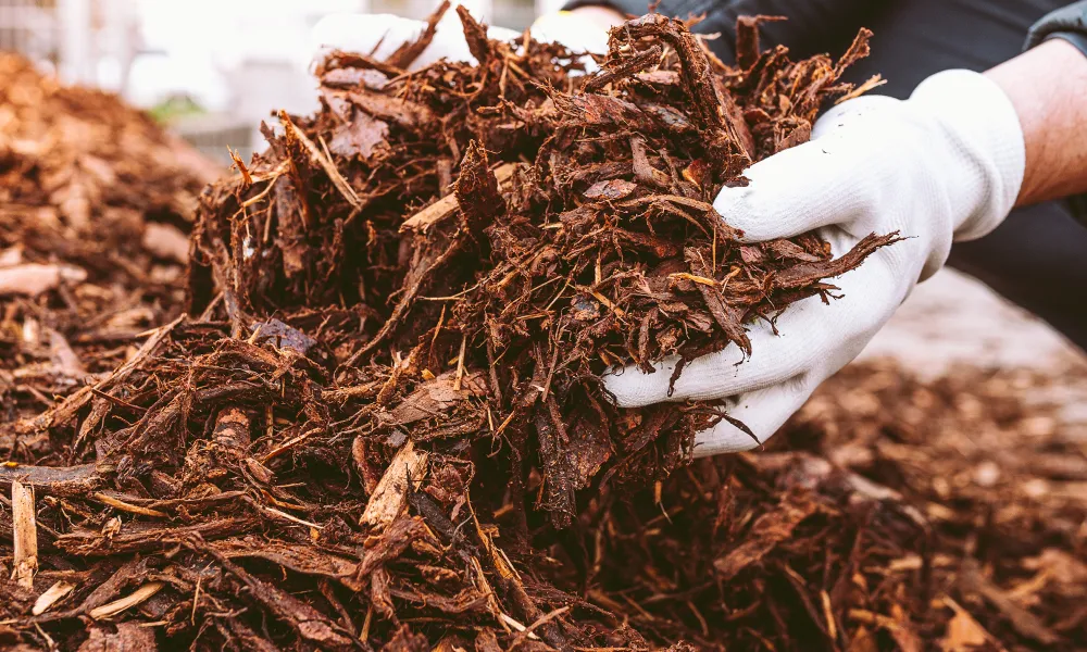 Gloved hands scooping a large pile of dark brown wood mulch.