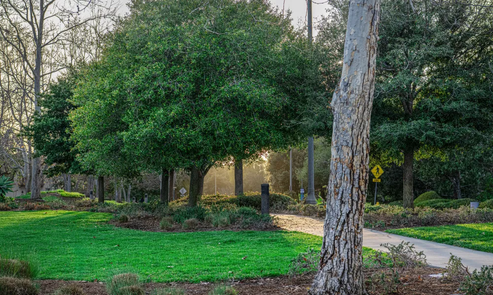 Photograph: Park path through bright green grass, sunlit trees, and a prominent tree trunk.