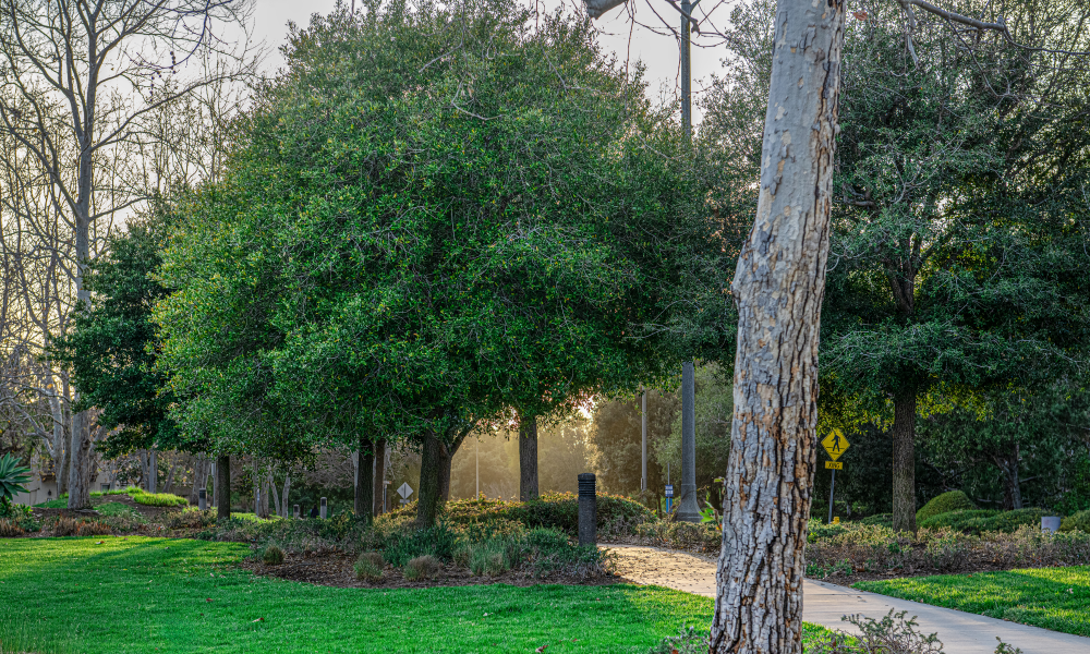 Photograph: Park path through bright green grass, sunlit trees, and a prominent tree trunk.