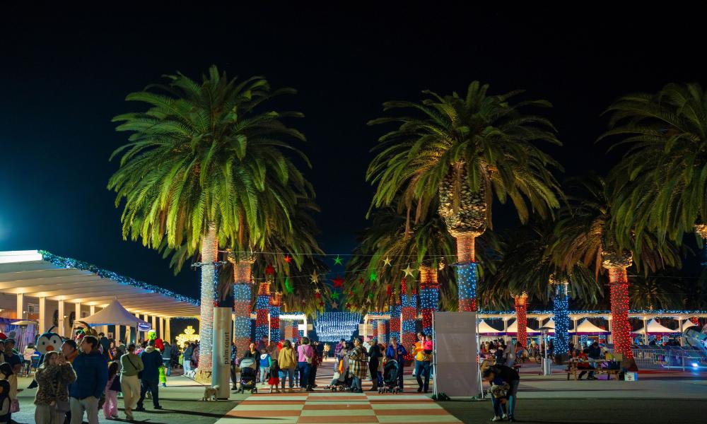 Palm Court Lights