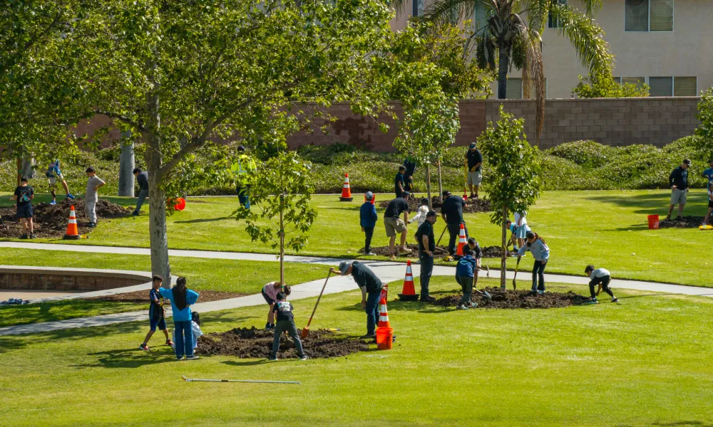 People planting trees in a sunny park with houses in the background.