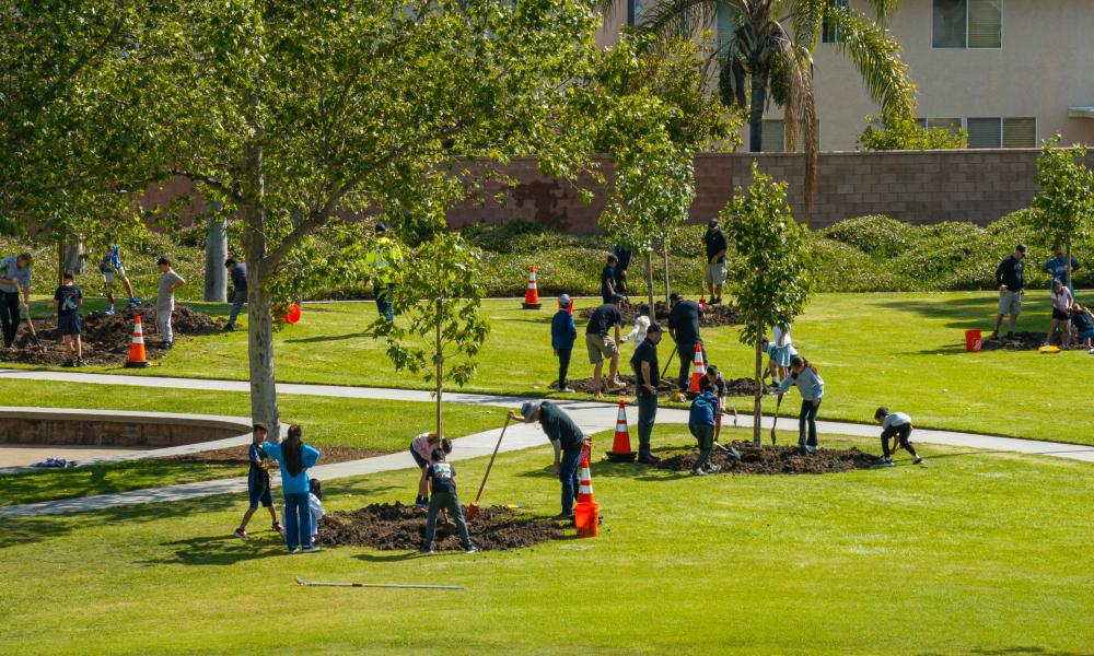 People planting trees in a sunny park with houses in the background.