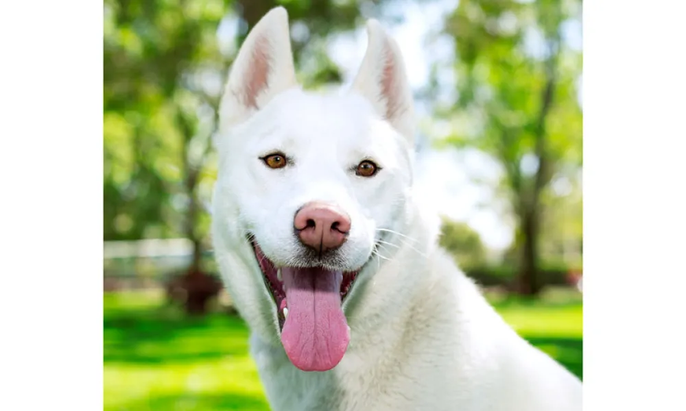 Niko Siberian Husky