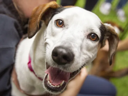 Happy white and brown dog smiling, held by a person outdoors.