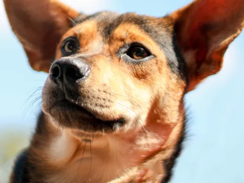 dog face