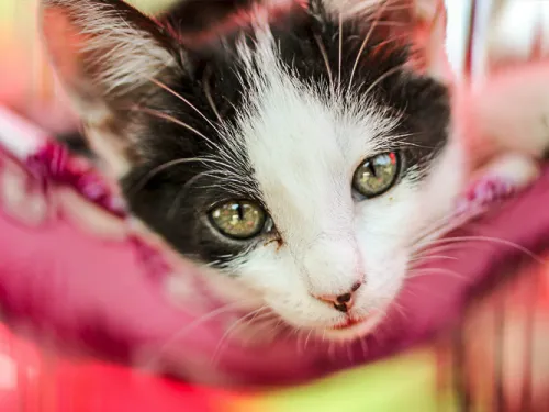 Lost and Found Pets
