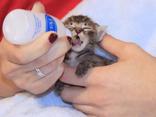 Person feeding kitten