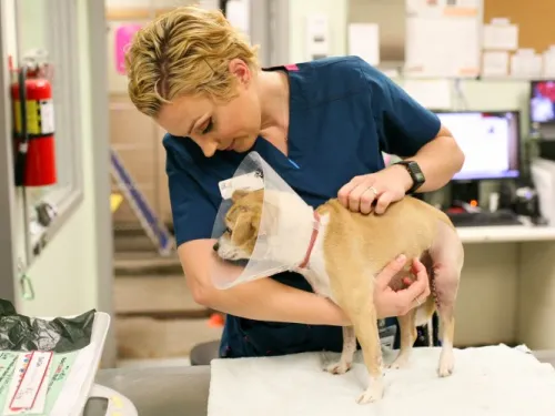 Vet tech caring for a small dog