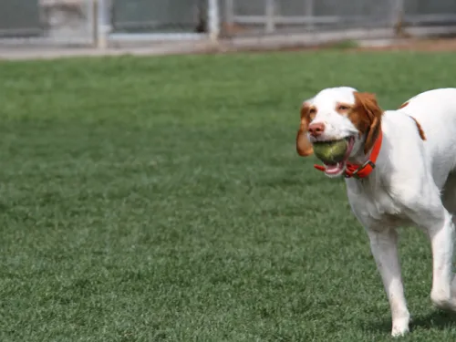 Dog running in park