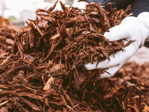 Gloved hands scooping a large pile of dark brown wood mulch.