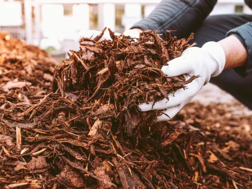 Hands picking up compost