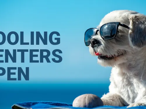 Photograph: White dog in sunglasses on a blue background. Text: Cooling Centers Open