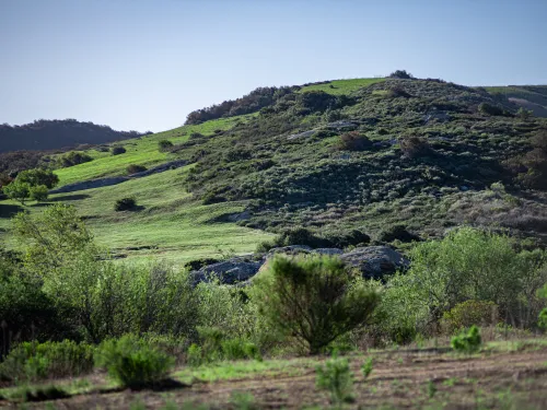 Rolling green hills with sparse trees and bushes under a bright sky.